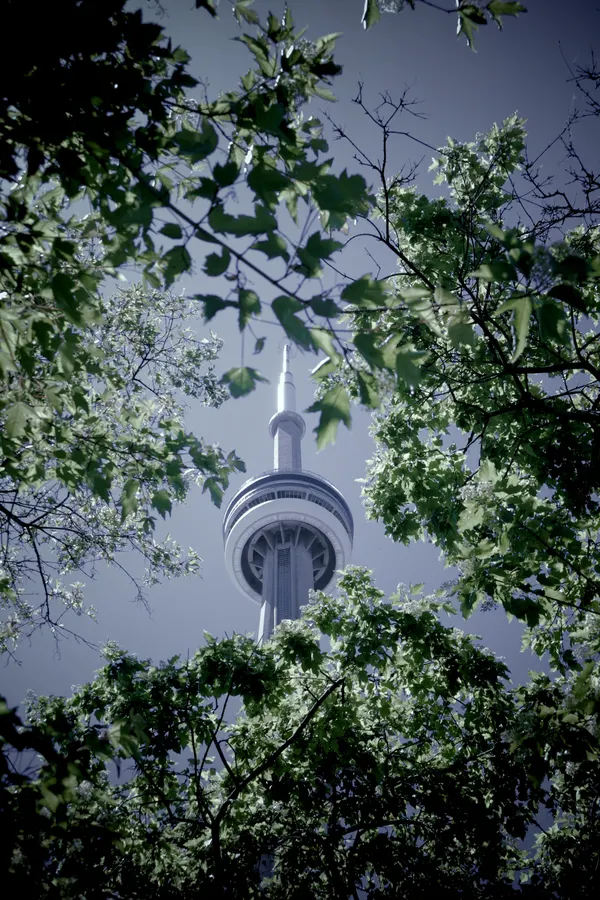 Cn Tower Leaf