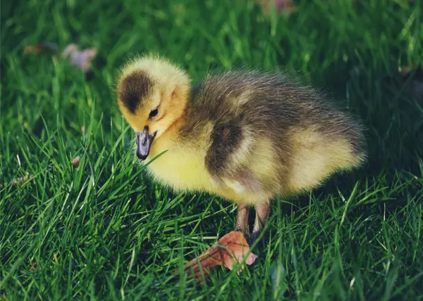 Goose Baby