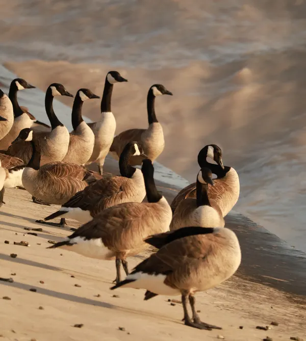 Goose Thinking