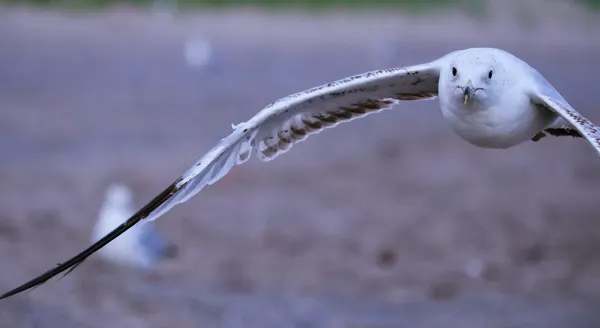 Seagulls Flying