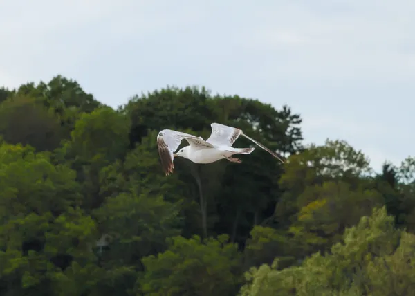 Seagulls Flying