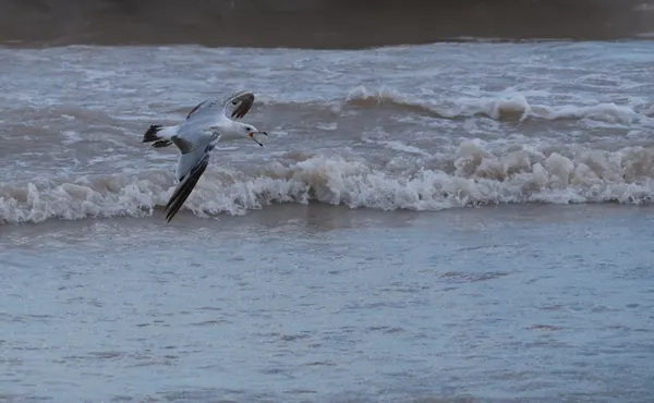 Seagulls Flying