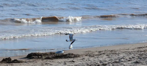 Seagulls Flying