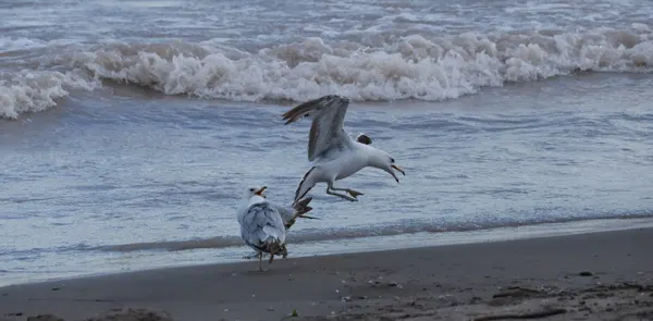 Seagulls Flying