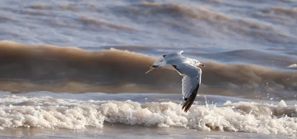 Seagulls Flying