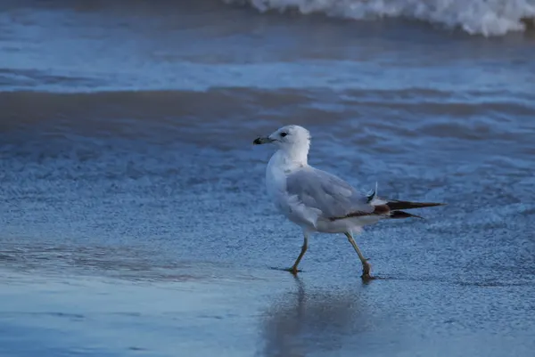 Seagulls Walking