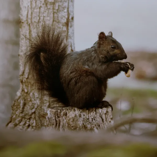 Squirrel Eating